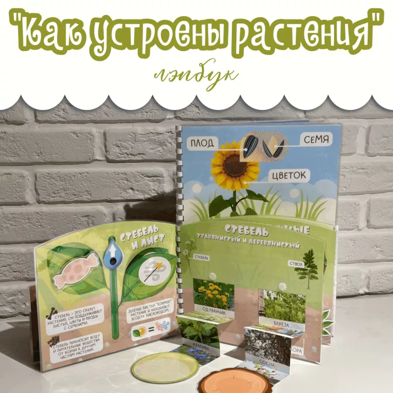 Лэпбук Как устроены растения