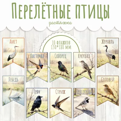 Оформление Перелётные птицы