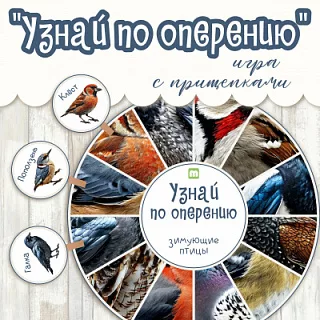 Игра с прищепками Узнай по оперению Зимующие птицы