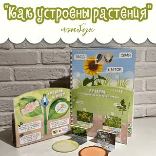 Лэпбук Как устроены растения